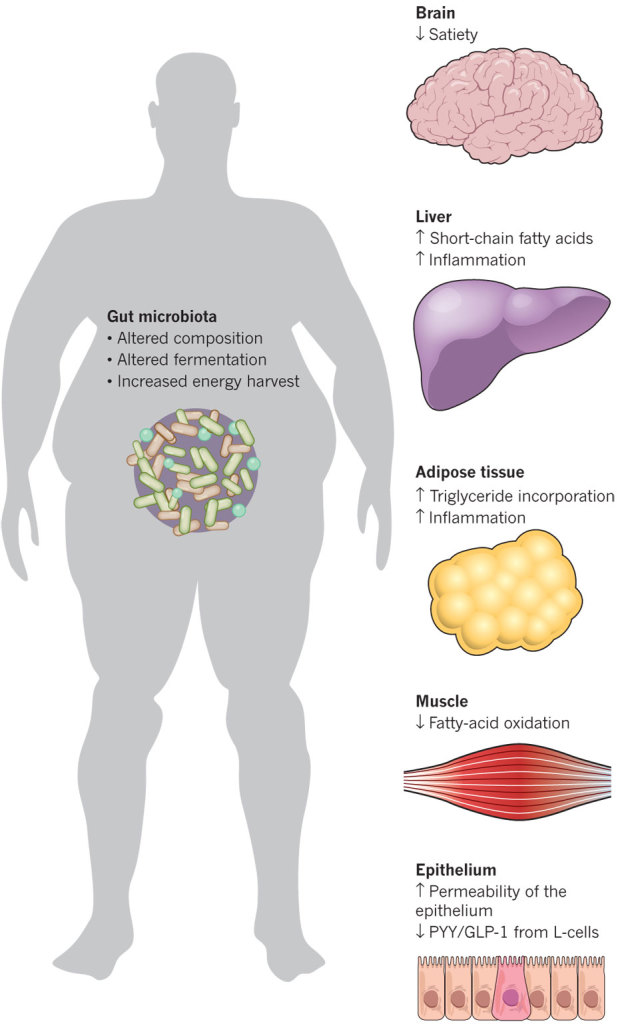 Obesità e cambiamenti nel microbiota intestinale - Gluten Free Travel and Living