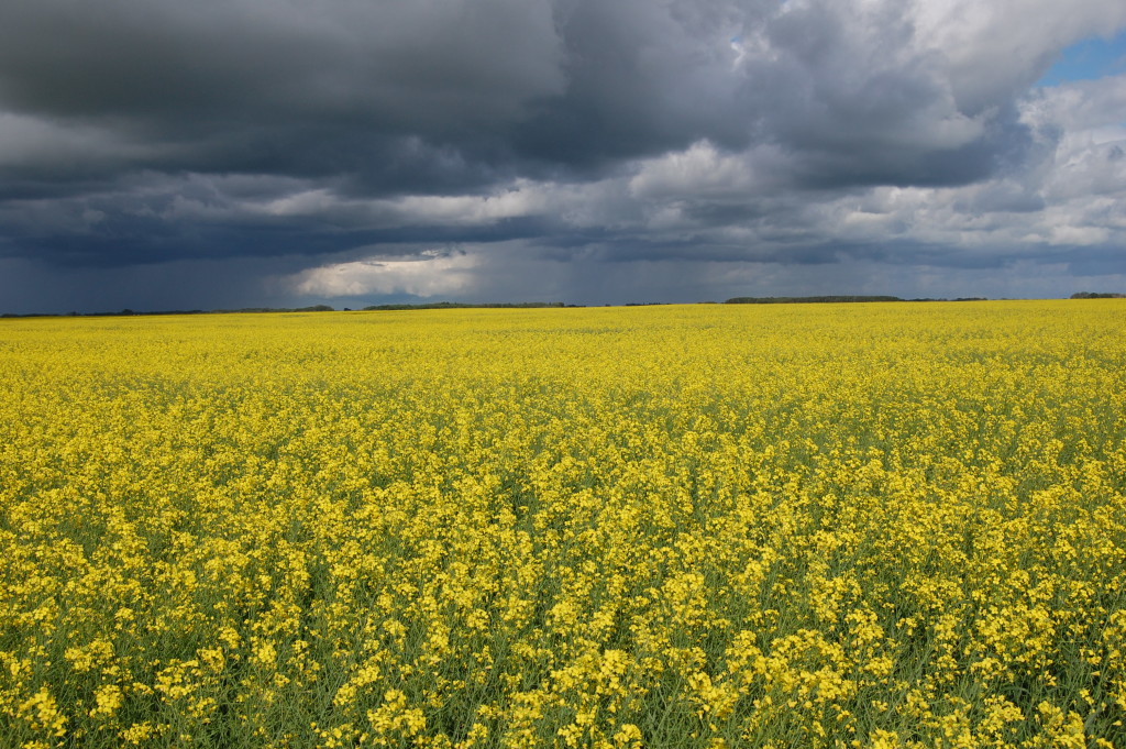 Campo di Colza Canola - Gluten Free Travel and Living