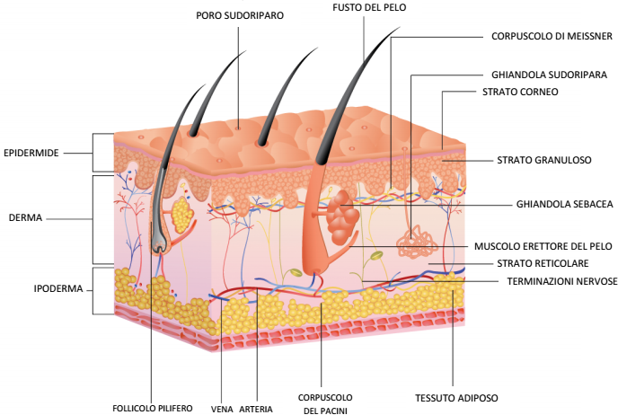 Il depiderm contro pigmentary nota risposte