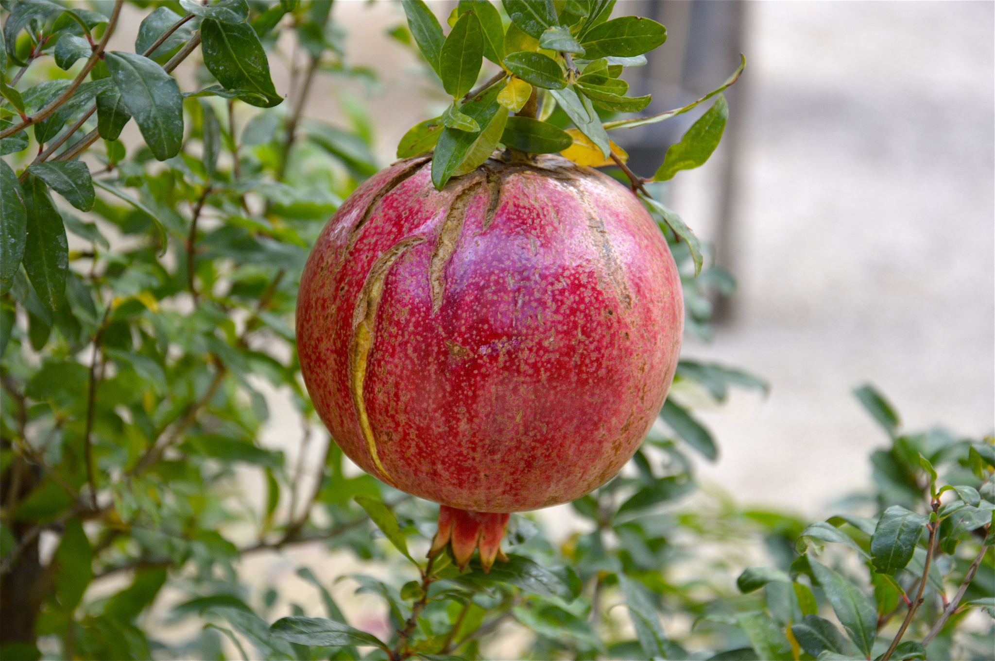 Ottobre, il mese del melograno - Gluten Free Travel and Living Ottobre, il mese del melograno - Gluten Free Travel and Living