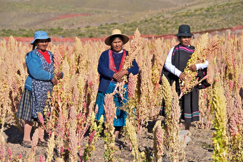 Pseudocereali, Quinoa - Gluten Free Travel and Living