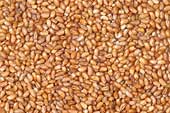 100% Gluten Free (Fri)Day: il Teff