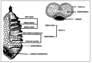 composizione chicco di grano