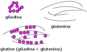 come si forma il glutine