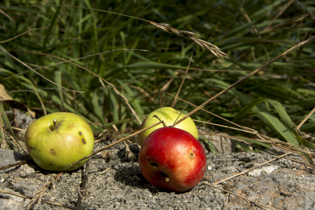 Ciociaria senza glutine-Alatri-Gluten Free Travel and living