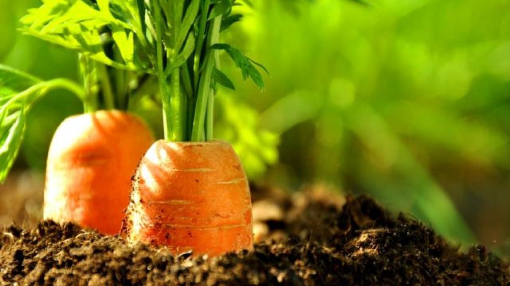 Novembre il mese delle carote- Gluten Free Travel and Living