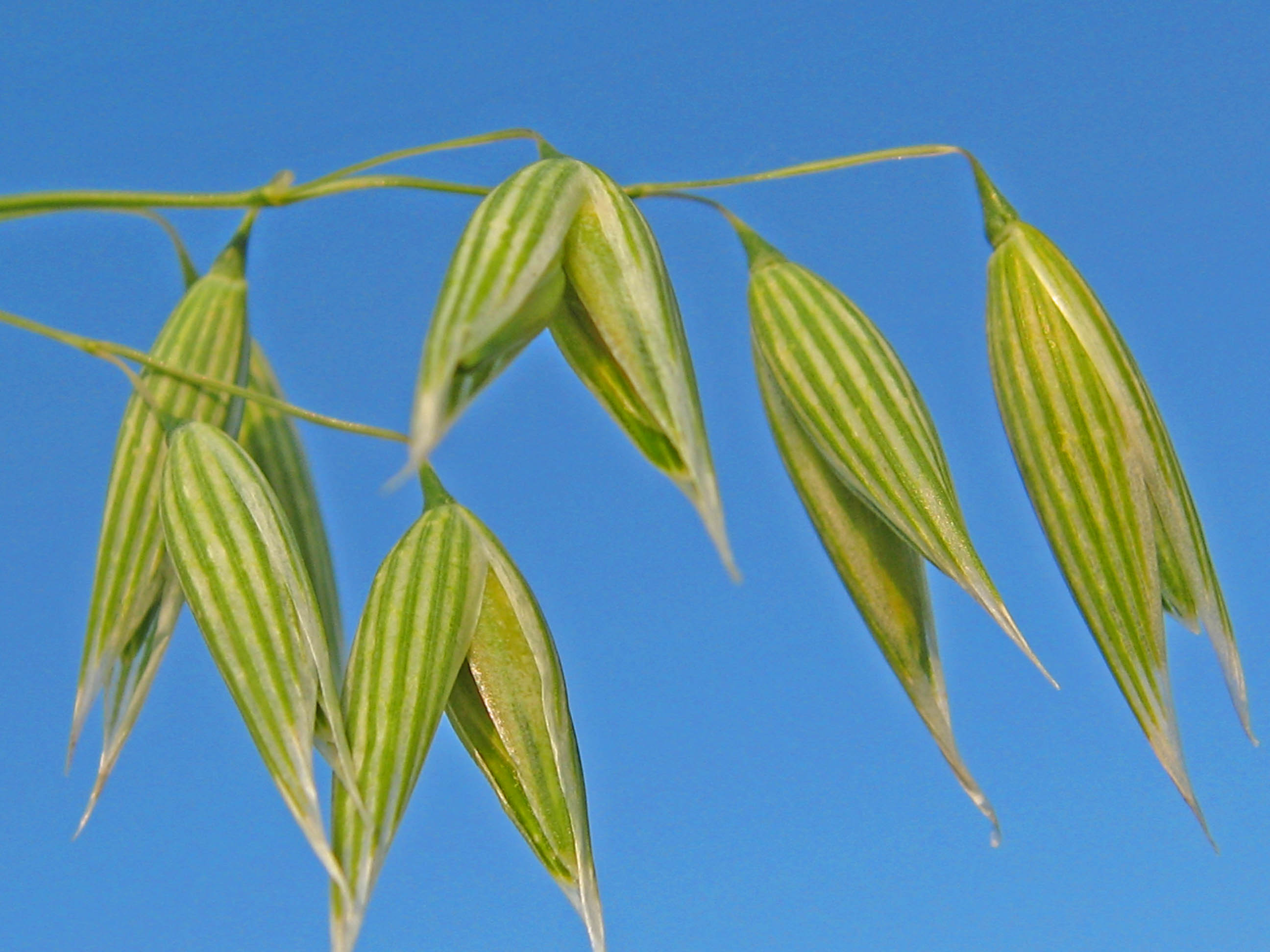 avena cereale con glutine