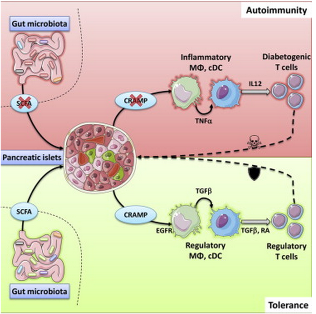 diabete e microbiota Gluten free travel and Living