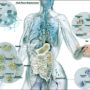 L’educazione del sistema immunitario e il microbiota umano