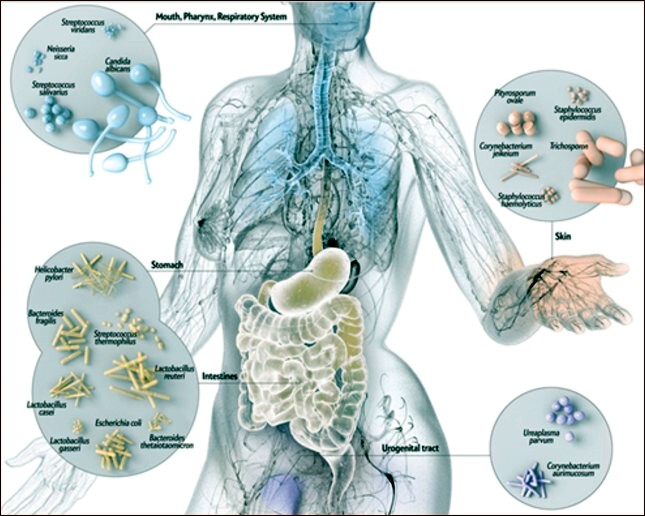 sistema immunitario gluten free travel and Living