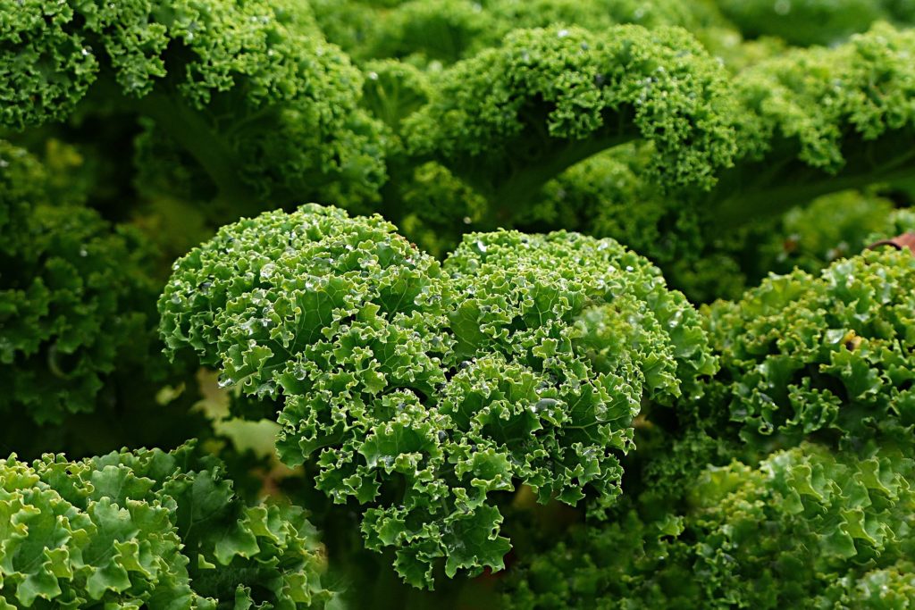 Gluten Free Travel and Living - Cavolo rosso e kale, superfood ricchi di composti salutari