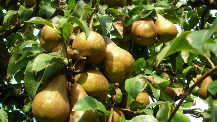 Settembre lo dedichiamo alle pere