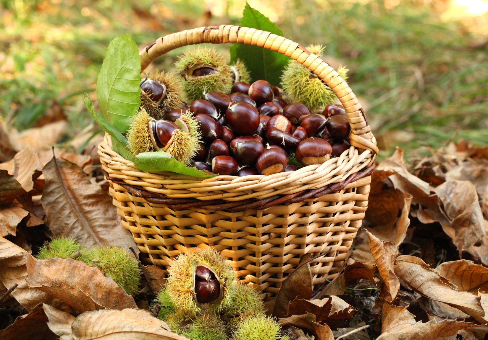 Novembre e le Castagne - Gluten Free Travel and Living Novembre e le Castagne - Gluten Free Travel and Living
