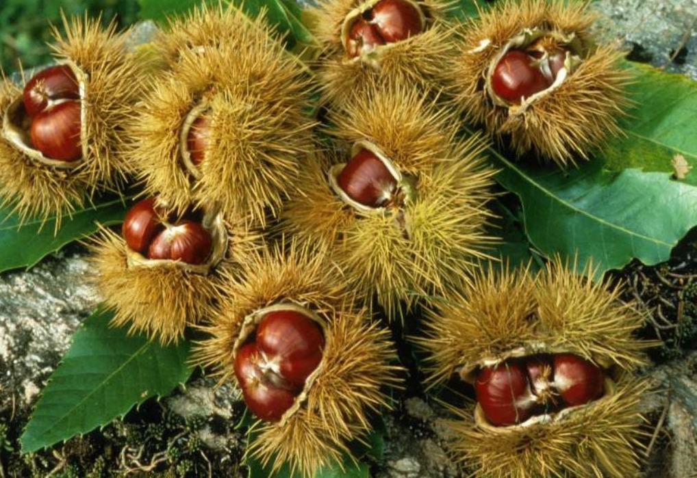 Novembre e le Castagne - Gluten Free Travel and Living Novembre e le Castagne - Gluten Free Travel and Living