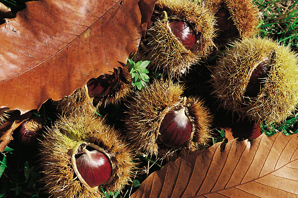 Novembre e le Castagne - Gluten Free Travel and Living Novembre e le Castagne - Gluten Free Travel and Living