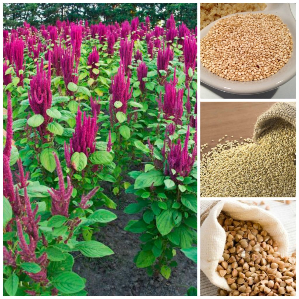 Gluten Free Travel & Living - Pseudocereali