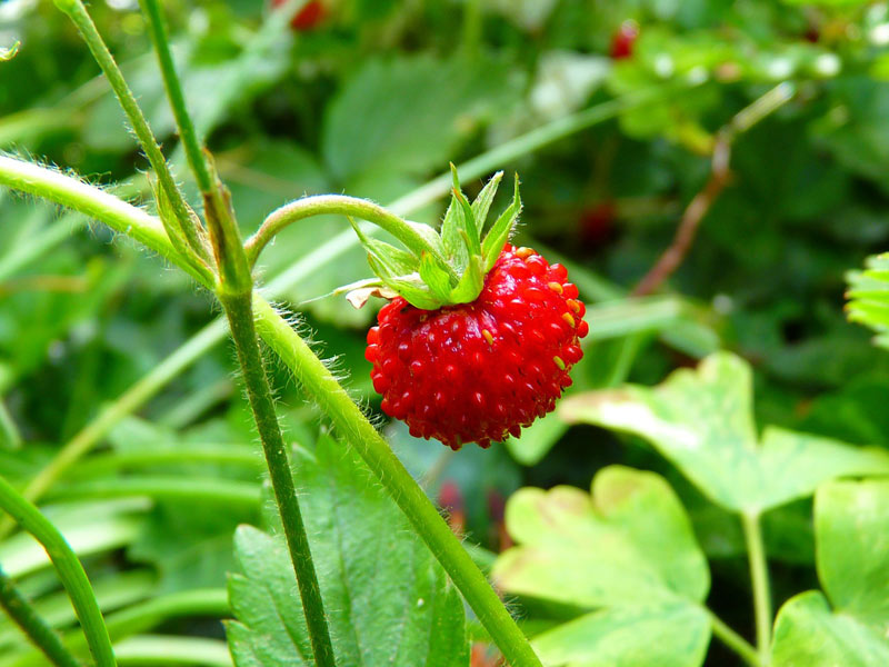 Fragole Gluten Free Travel & Living Fragole Gluten Free Travel & Living