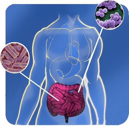 Microbiota Intestinale Gluten Free Travel and Living