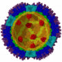 Reovirus rotavirus e celiachia