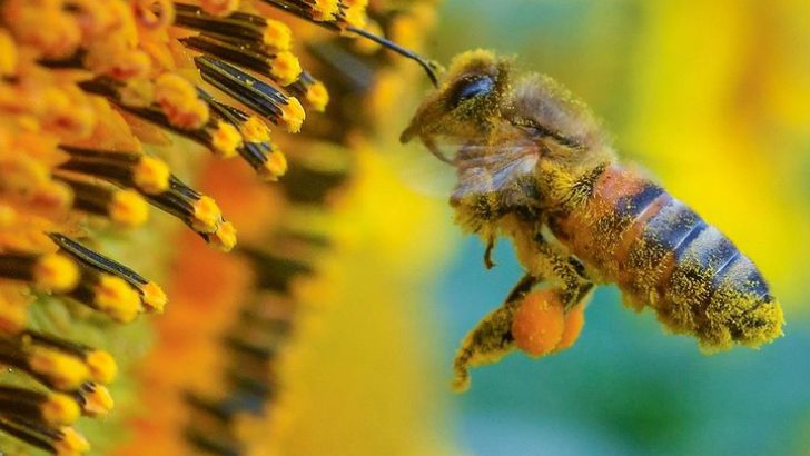 Il polline d’api per migliorare il pane senza glutine