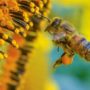 Il polline d’api per migliorare il pane senza glutine