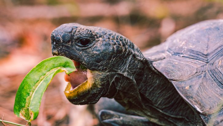 Tubo digerente e alimentazione: coccoliamolo a tavola