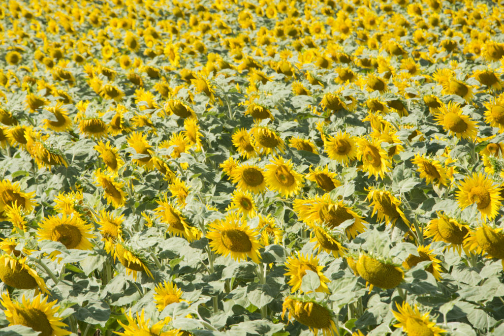 Beaune -Gluten Free Travel and Living