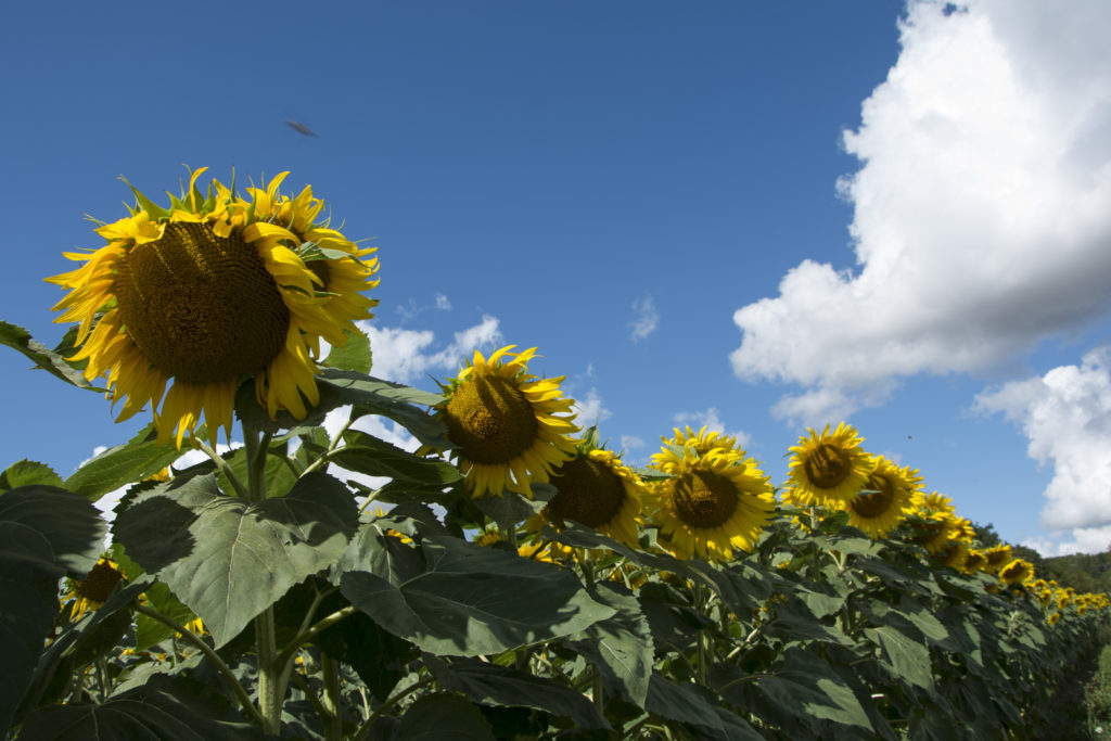 Beaune -Gluten Free Travel and Living